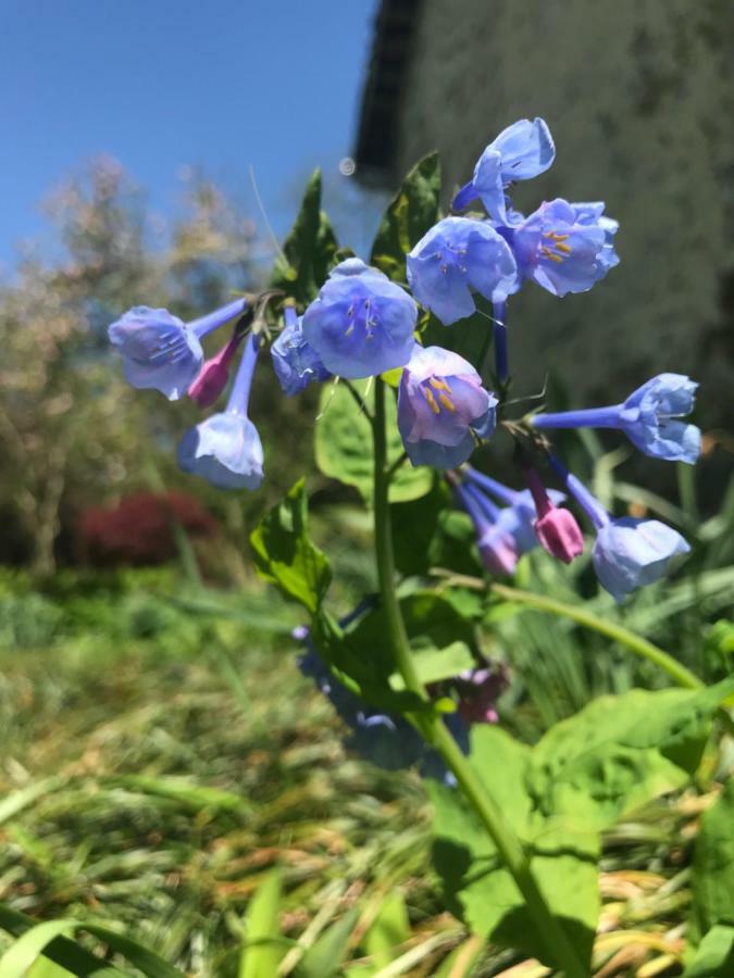 Bed and Breakfast Wild Wisteria Chadds Ford Esterno foto