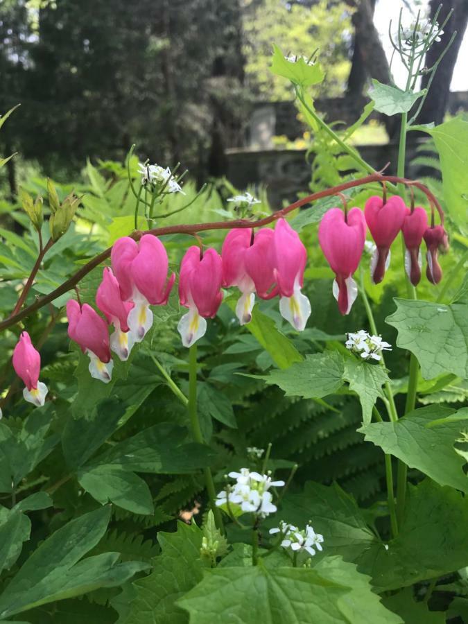 Bed and Breakfast Wild Wisteria Chadds Ford Esterno foto