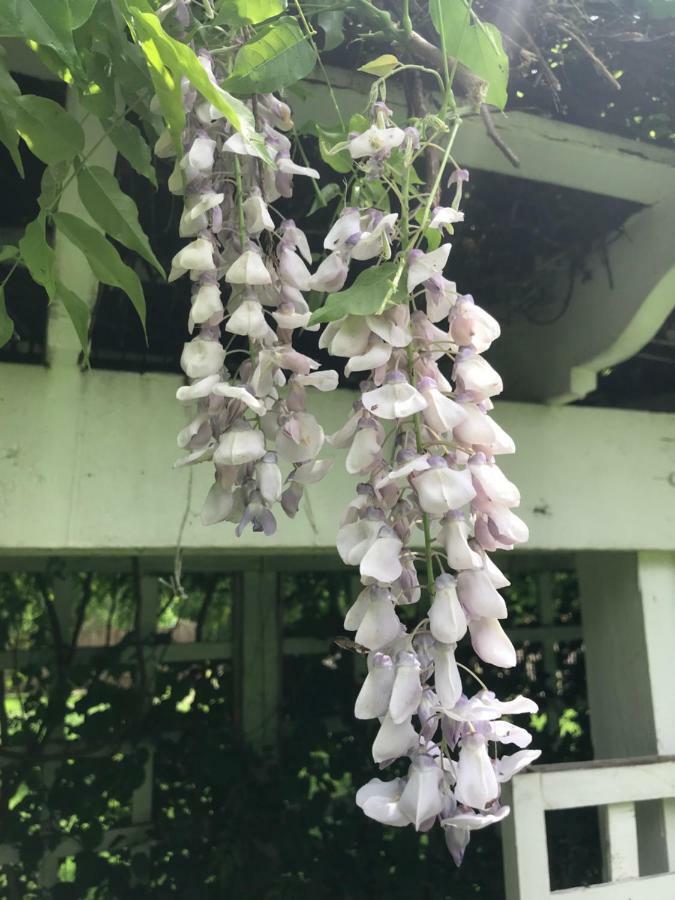 Bed and Breakfast Wild Wisteria Chadds Ford Esterno foto